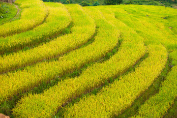 Rice fields on terraced of Mu Cang Chai, YenBai, Vietnam. Rice fields prepare the harvest at Northwest Vietnam.Vietnam landscapes