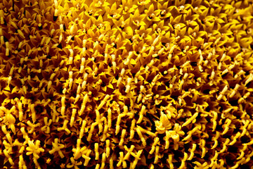 Sunflower blooming, close up petals texture macro detail, organic background
