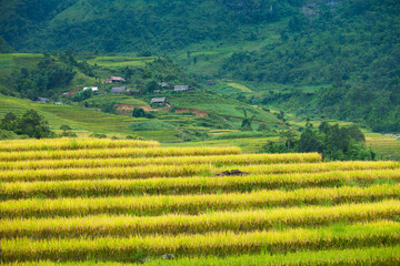 Rice fields on terraced of Mu Cang Chai, YenBai, Vietnam. Rice fields prepare the harvest at...