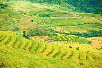 Obraz premium Rice fields on terraced of Mu Cang Chai, YenBai, Vietnam. Rice fields prepare the harvest at Northwest Vietnam.Vietnam landscapes