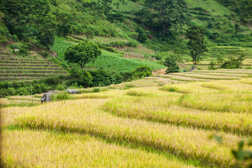 Rice fields on terraced of Mu Cang Chai, YenBai, Vietnam. Rice fields prepare the harvest at...