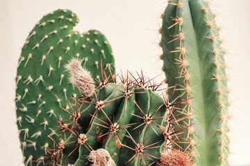 Various cactus in pots. Home plants growing. Natural floral background.