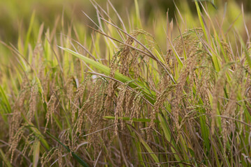 Amazing landscape in Northwest Vietnam. Terraced fields in Ta Xua, Bac Yen, Son La province, Vietnam. At an altitude of 2000m above sea level, this place is also known by the name: Clouds Paradise.
