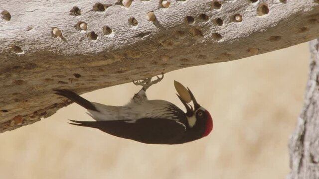 Acorn woodpecker on granary tree branch