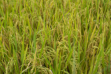 Amazing landscape in Northwest Vietnam. Terraced fields in Ta Xua, Bac Yen, Son La province, Vietnam. At an altitude of 2000m above sea level, this place is also known by the name: Clouds Paradise.