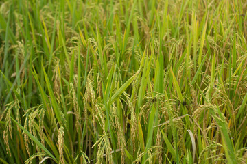 Fototapeta premium Amazing landscape in Northwest Vietnam. Terraced fields in Ta Xua, Bac Yen, Son La province, Vietnam. At an altitude of 2000m above sea level, this place is also known by the name: Clouds Paradise.
