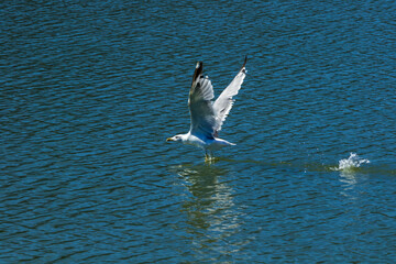 A bird of prey catches fish in flight with its claws touching the water
