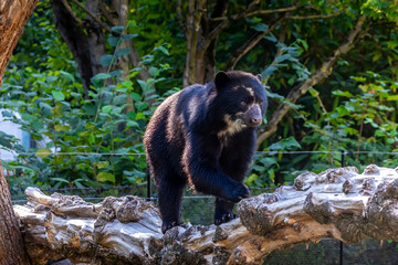A young spectacled bear in a zoo, climbing o a tree in his outdoor enclosure at a sunny day in summer.