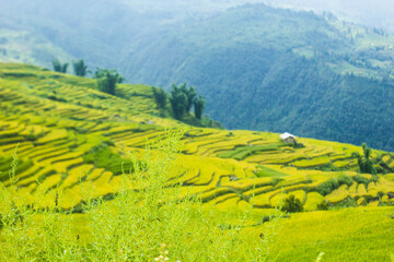 Amazing landscape in Northwest Vietnam. Terraced fields in Ta Xua, Bac Yen, Son La province,...