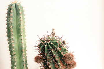 Various cactus in pots. Home plants growing. Natural floral background.