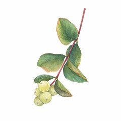 Closeup of a branch of the snowberry  with green leaves (Symphoricarpos albus, waxberry, creeping snowberry, or ghostberry). Watercolor hand drawn painting illustration isolated on white background.