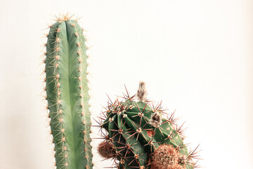 Various cactus in pots. Home plants growing. Natural floral background.