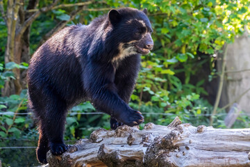 Obraz na płótnie Canvas A young spectacled bear in a zoo, climbing o a tree in his outdoor enclosure at a sunny day in summer.