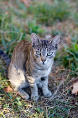 Wild cat in the countryside