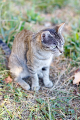 Wild cat in the countryside