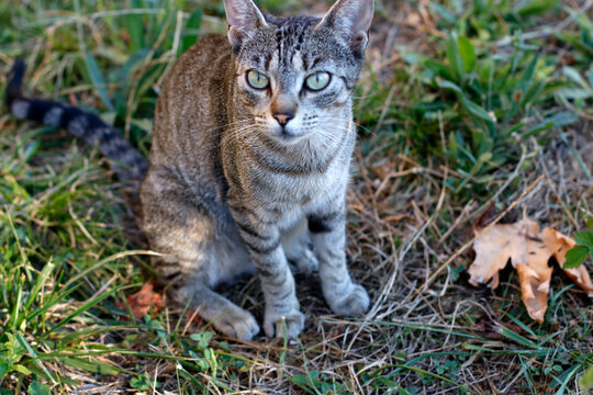 Wild cat in the countryside