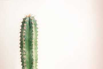Single cactus on light background. Home plant growing. Natural floral minimal concept. Close up.