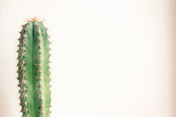 Single cactus on light background. Home plant growing. Natural floral minimal concept. Close up.