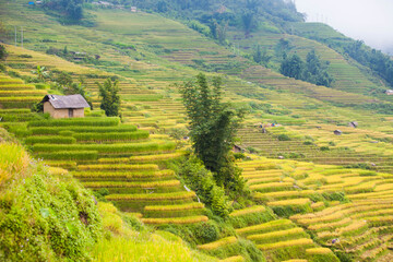 Amazing landscape in Northwest Vietnam. Terraced fields in Ta Xua, Bac Yen, Son La province, Vietnam. At an altitude of 2000m above sea level, this place is also known by the name: Clouds Paradise.