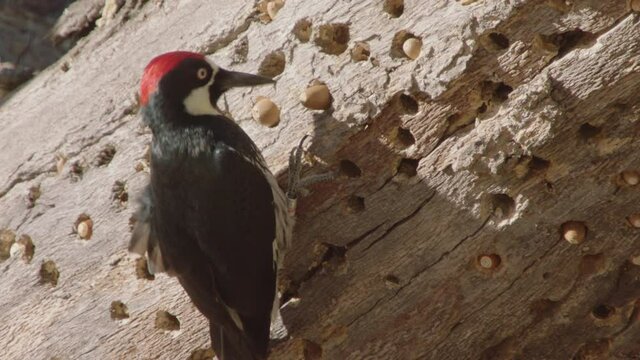 Acorn woodpecker on granary tree