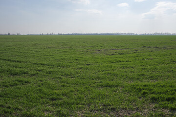 Fototapeta na wymiar Cloudless blue sky over a green farm field. Fresh spring vegetation. Landscape.