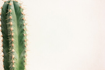 Single cactus on light background. Home plant growing. Natural floral minimal concept. Close up.