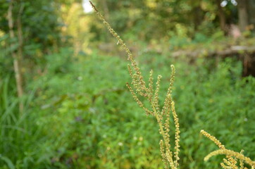 the green ripe spinach plant with grain in the garden.