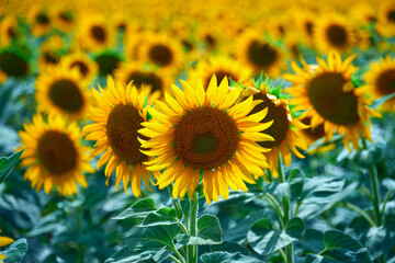 Fototapeta premium bright sunflower field, a beautiful landscape on a summer day