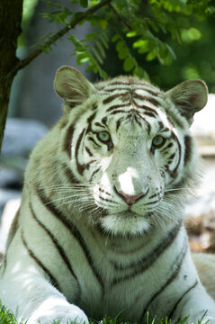 1 197 Best Tigre Blanc Images Stock Photos Vectors Adobe Stock