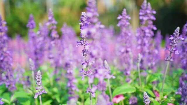 Selective focus on Bushes of lavender purple aromatic flowers at lavender fields. Lavender flower in field.