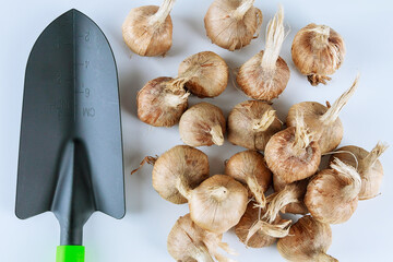 Planting crocus bulbs. Pile of crocus bulbs and garden tools on a white background. The concept of growing saffron.