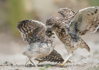 Father and child Burrowing owl (Athene cunicularia) on the ground in front of their burrow and grass. This six week old owlet was so happy to see its dad return with food it danced with joy.