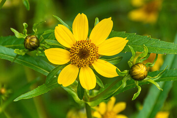 Yellow blossom and 2 buds grow wild in Cole Park along the stream that feeds into the Lake here in Upstate NY