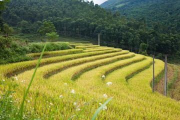 Amazing Rice fields on terraced in rainny seasont at TU LE Valley, Vietnam.Tu Le is a small valley...
