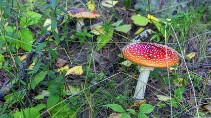 Fly Agaric or fly Amanita mushroom, Amanita muscaria in forest meadow