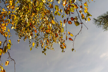 Autumn yellow leaves background. Birch branches with golden leaves among overcast sky. Fall landscape. Copy space for text