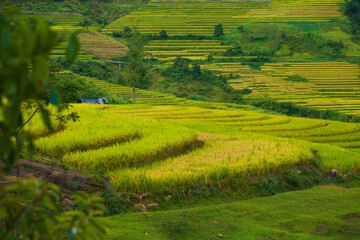 Fototapeta na wymiar Amazing Rice fields on terraced in rainny seasont at TU LE Valley, Vietnam.Tu Le is a small valley but has beautiful terraces all year round. An attractive tourist destination 250km form Hanoi.
