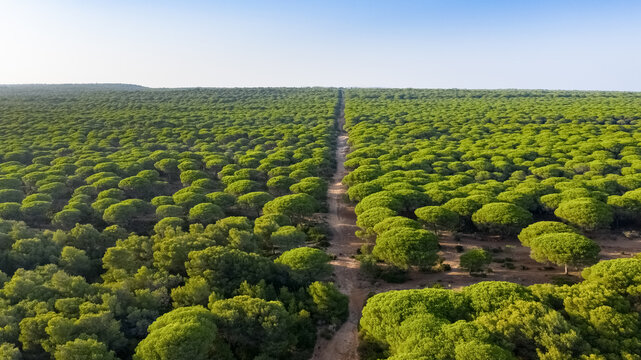 Aerial view of La Bre&ntilde;a natural Park with its pine forest and sandy ways in between