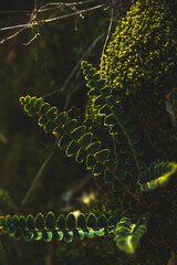 Exotic plants macrocosm and sun rays, grass macro photo