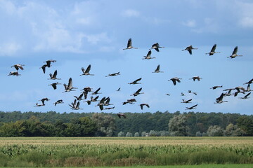 viele Kraniche - Grus grus - fliegen über ein Feld vor blauem Himmel