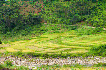 Amazing Rice fields on terraced in rainny seasont at TU LE Valley, Vietnam.Tu Le is a small valley but has beautiful terraces all year round. An attractive tourist destination 250km form Hanoi.