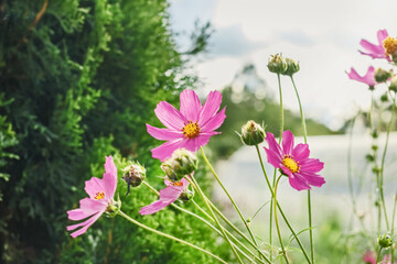 Pink flowers of cosmea on sunny summer day