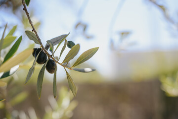 Hanging olive from tree at sunlight