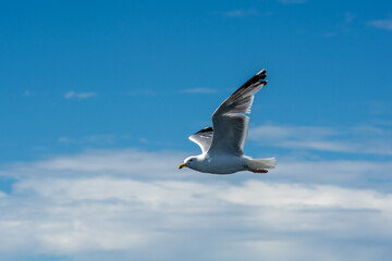 A picture of a flying seagull. A clear blue sky with a few patches of clouds in the background