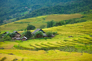 Obraz premium Laocai Vietnam Vietnam Paddy fields, terraced culture, Sapa, Vietnam