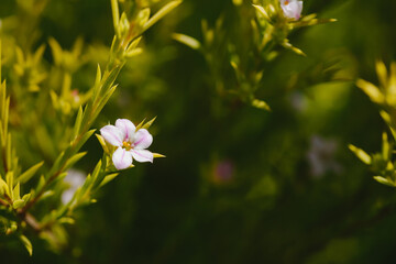 Little garden baby flowers in shallow depth of field, marco shot.