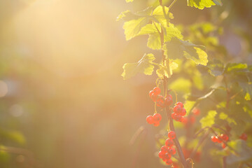 Red currant berries on a branch, close-up, copy space.