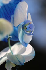 Piękna niebieska orchidea © Anastasiia