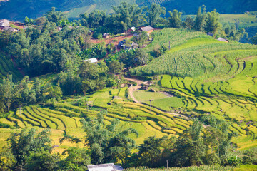 Laocai Vietnam  Vietnam Paddy fields, terraced culture, Sapa, Vietnam