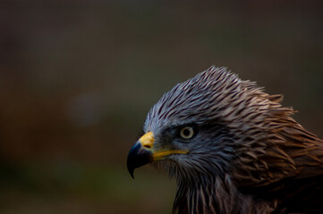 Fototapeta premium Portrait of a beautiful eagle